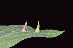Celticecis subulata