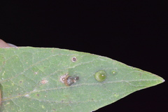 Celticecis subulata