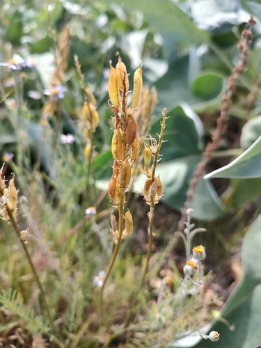 Palouse Milkvetch (Astragalus arrectus)