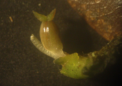 Podostemum