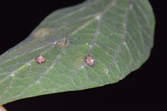 Celticecis capsularis