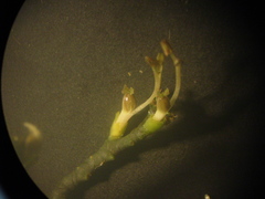 Podostemum