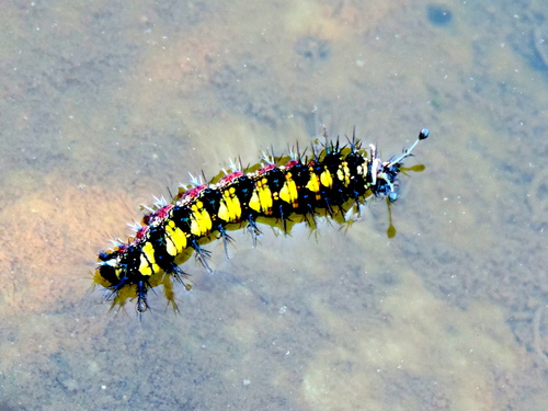 Guatemalan Cracker