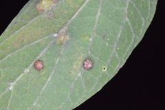 Celticecis capsularis