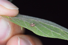 Celticecis capsularis