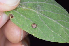 Celticecis capsularis