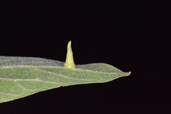 Celticecis subulata
