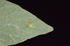 Celticecis subulata