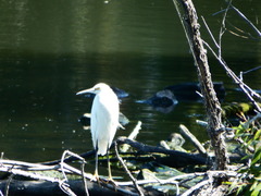 Egretta thula