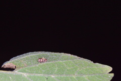 Celticecis capsularis