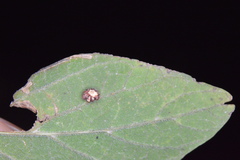 Celticecis capsularis