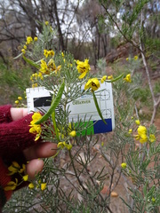 Senna artemisioides artemisioides