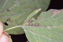 Celticecis capsularis