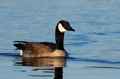 iNaturalist observation photo of Canada Goose