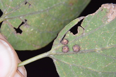 Celticecis capsularis