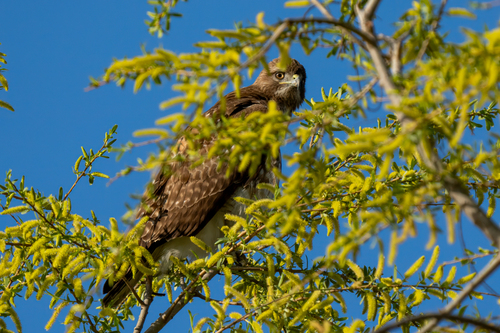 iNaturalist observation photo of Red-tailed Hawk