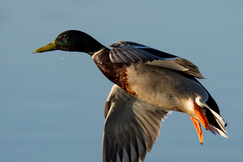 iNaturalist observation photo of Mallard