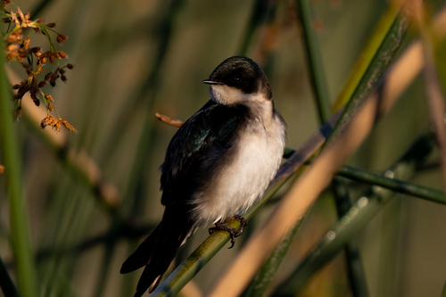 iNaturalist observation photo of Tree Swallow