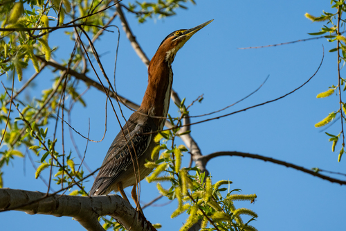 iNaturalist observation photo of Green Heron