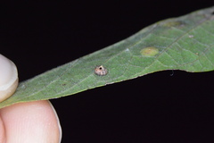 Celticecis capsularis