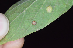 Celticecis capsularis