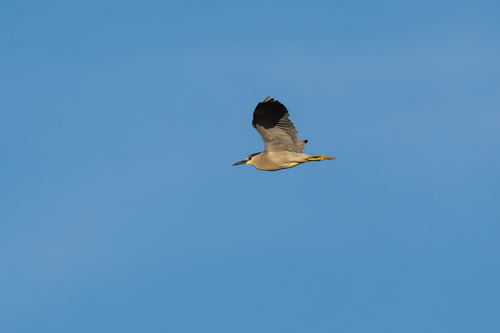 iNaturalist observation photo of Black-crowned Night Heron
