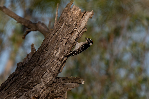 iNaturalist observation photo of Downy Woodpecker