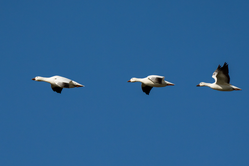 iNaturalist observation photo of Snow Goose