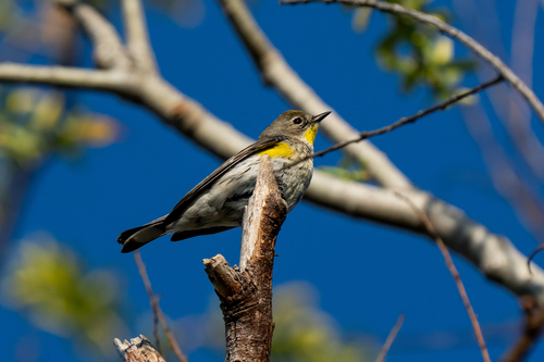 iNaturalist observation photo of Yellow-rumped Warbler