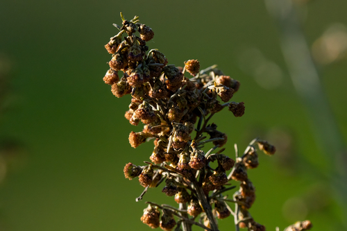 iNaturalist observation photo of California sagebrush