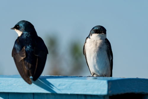 iNaturalist observation photo of Tree Swallow