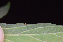 Celticecis cupiformis