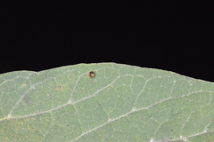 Celticecis cupiformis