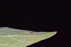 Celticecis cupiformis