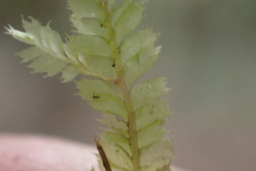 Plagiochila grossispina observed 2025-06-27