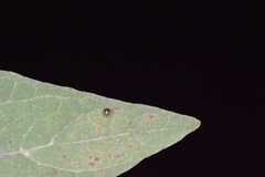 Celticecis cupiformis