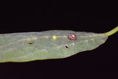 Celticecis capsularis