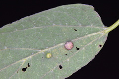 Celticecis capsularis