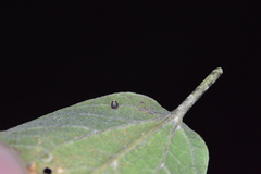 Celticecis cupiformis