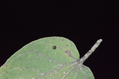 Celticecis cupiformis