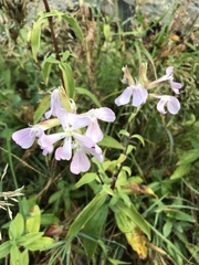 Saponaria officinalis