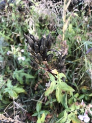 Saponaria officinalis