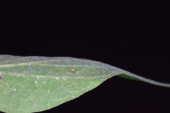 Celticecis cupiformis