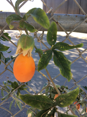 Passifloraceae