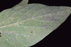 Celticecis cupiformis