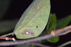 Celticecis cupiformis