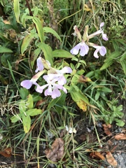 Saponaria officinalis