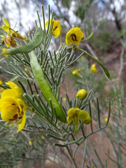 Senna artemisioides artemisioides