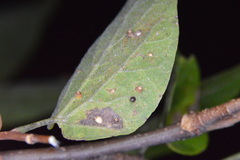 Celticecis cupiformis