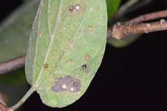 Celticecis cupiformis